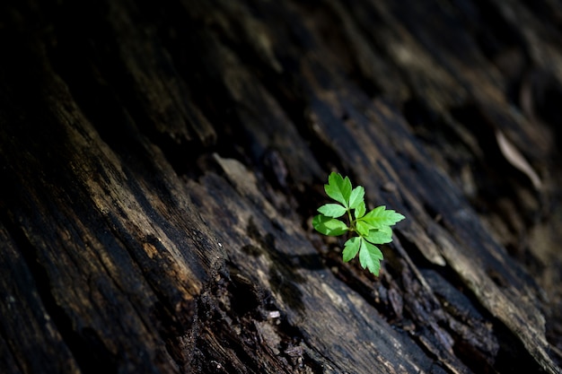 Piccolo albero su legno