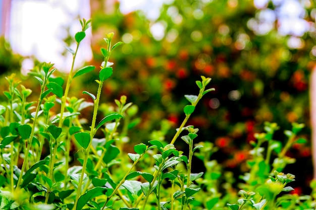 piccolo albero verde con sfondo rosso ciliegia