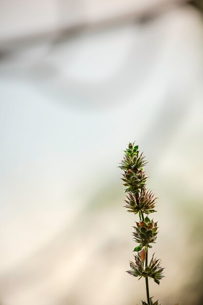 Piccolo albero verde su sfondo sfocato Brown lascia.