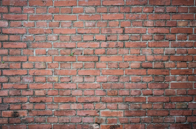 Piccolo albero verde sul vecchio fondo di struttura del muro di mattoni di rosso di lerciume