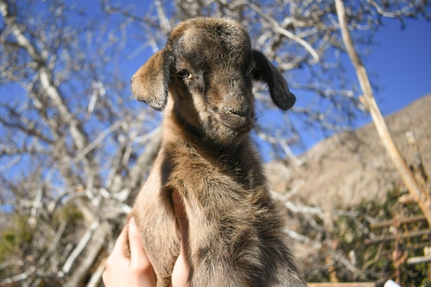 piccolo animale da fattoria di capretto