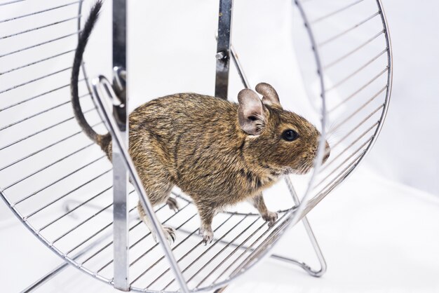 Piccolo animale domestico australiano Degu.