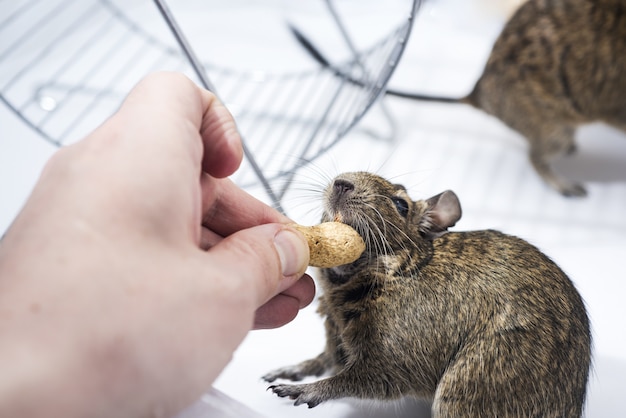 Piccolo animale domestico australiano Degu.