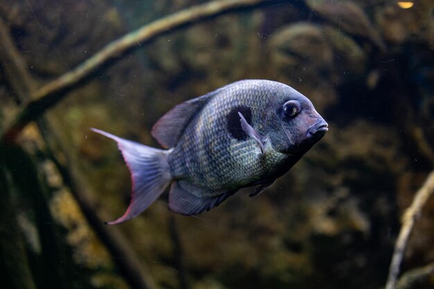 piccolo animale pesce che nuota nell'acquario dello zoo di Zaragoza in Spagna su uno sfondo scuro