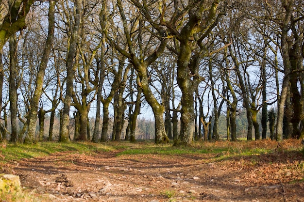 Piccolo appezzamento di terreno con alberi quali querce e castagni