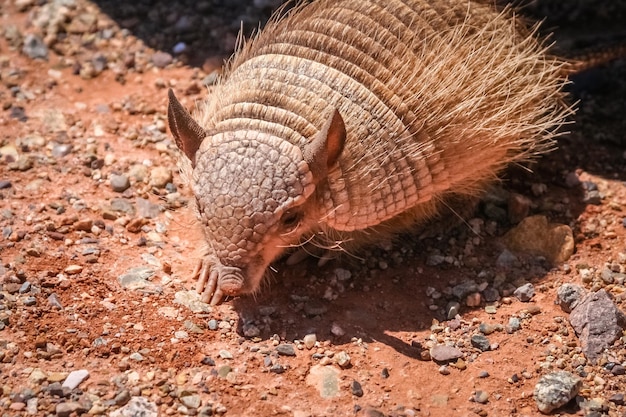 Piccolo armadillo peloso