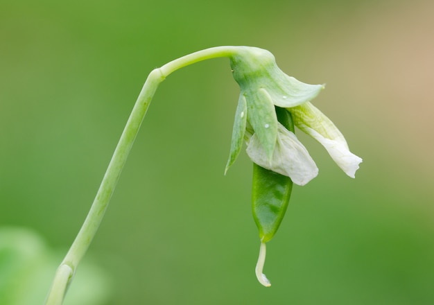 Piccolo baccello di pisello con fondo sfocato.