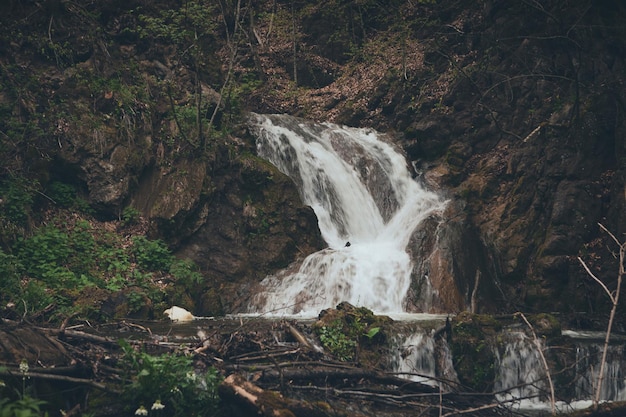 Piccolo bellissimo fiume nella foresta