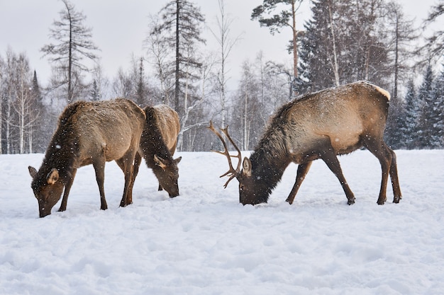 Piccolo branco di cervi marali pascolano in una radura della foresta invernale in precipitazioni nevose