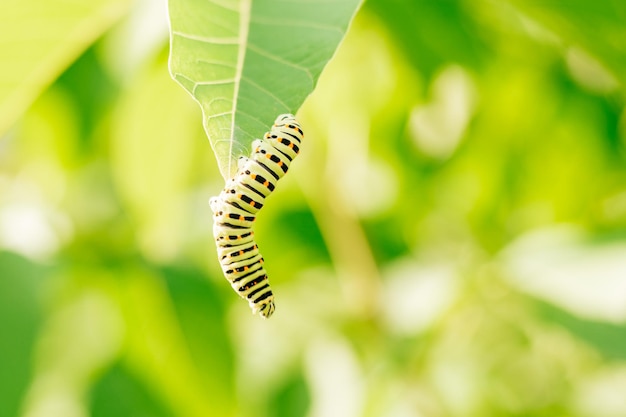 Piccolo bruco verde con strisce nere e punti arancioni striscia attivamente lungo una grande foglia verde di cespuglio in giardino Giornata di sole sfondo sfocato