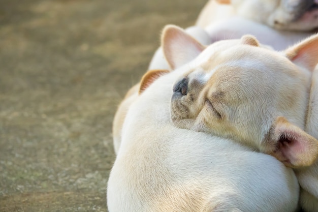 Piccolo bulldog francese sveglio che dorme insieme, colpo del primo piano.