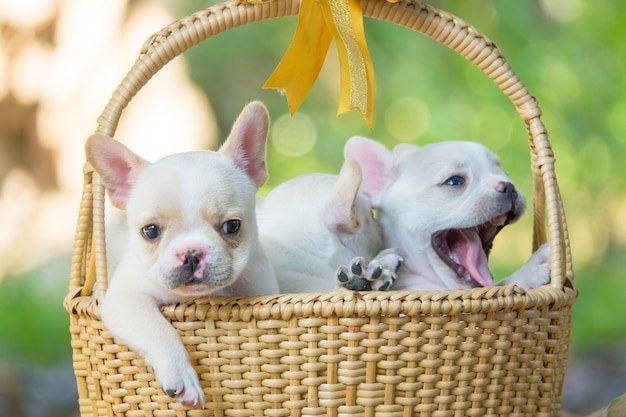 Piccolo bulldog francese sveglio sul canestro marrone con fondo verde naturale, colpo del primo piano.