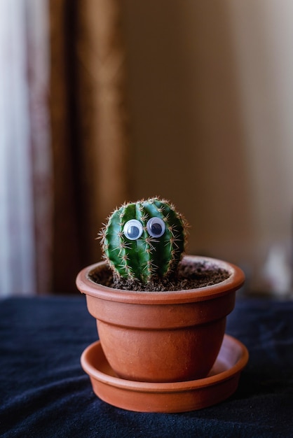 Piccolo cactus carino con gli occhi in un vaso di ceramica nella stanza.