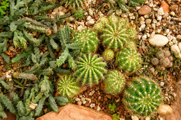 piccolo cactus in giardino