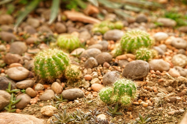 piccolo cactus in giardino