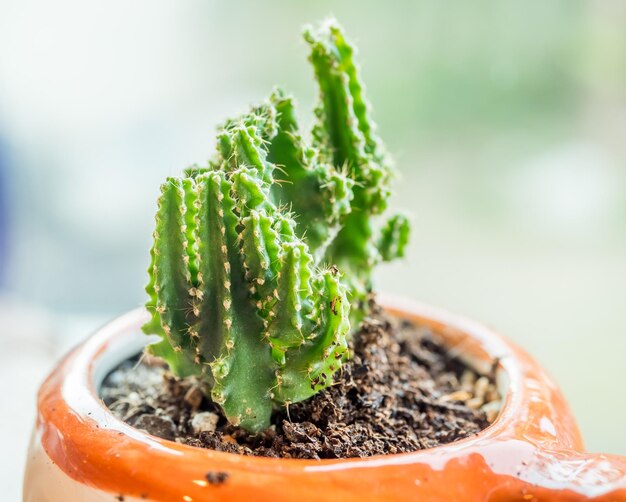 Piccolo cactus in tazza