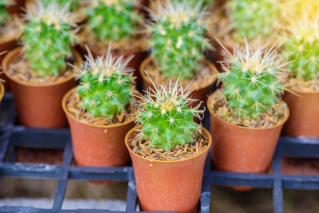 Piccolo cactus in una pentola