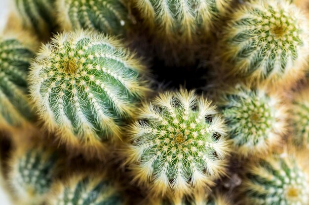 Piccolo cactus in vaso. Succulento giardino di piante di cactus