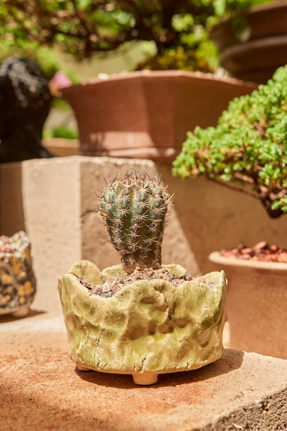 Piccolo cactus nel giardino botanico