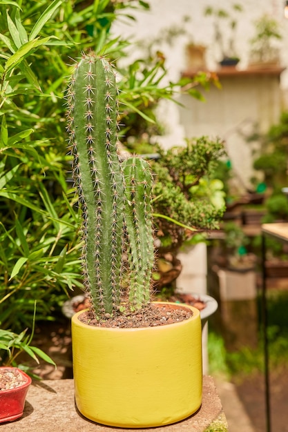 Piccolo cactus nel giardino botanico