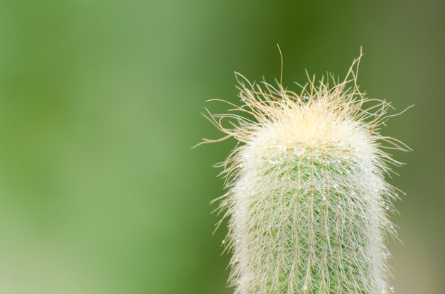 Piccolo cactus su uno sfondo sfocato