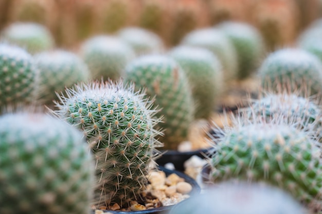 piccolo cactus verde in vaso di fiori