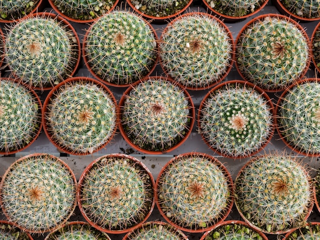 piccolo cactus