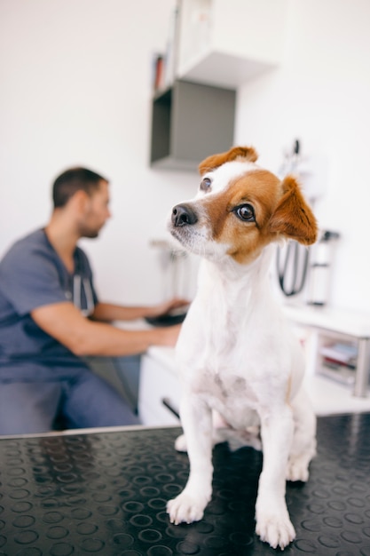 Piccolo cagnolino su un appuntamento dal dentista