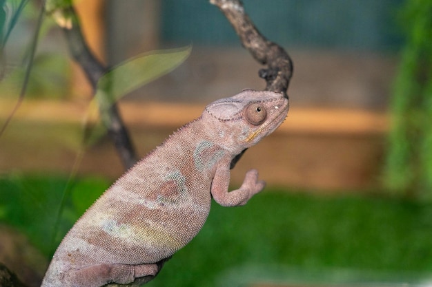 Piccolo camaleonte su un ramo