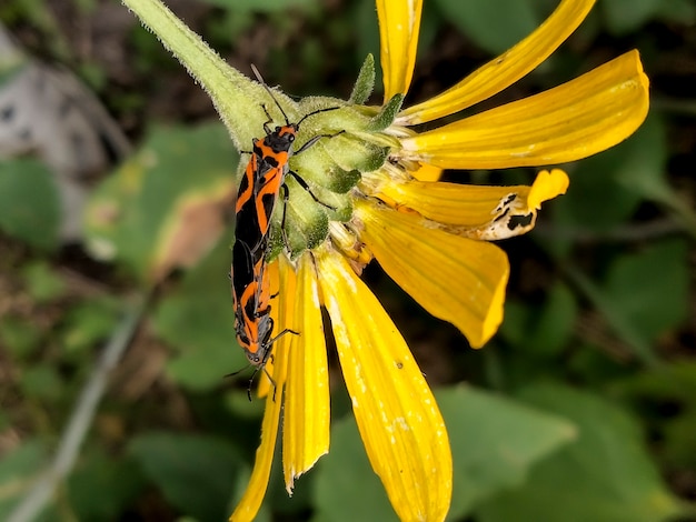 Piccolo Canada, Minnesota. Piccolo insetto Milkweed, Lygaeus kalmii su una pianta di Coppa.