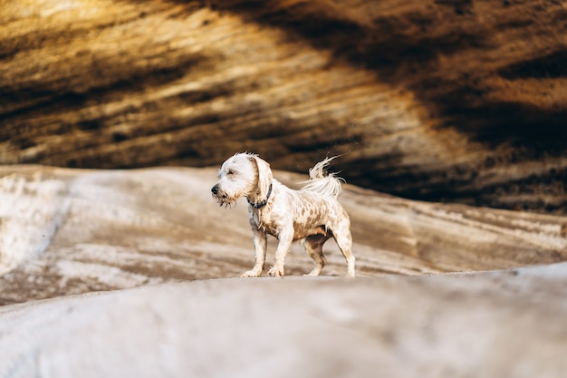 Piccolo cane abbastanza bagnato che sta sulla pietra all&#39;aperto.