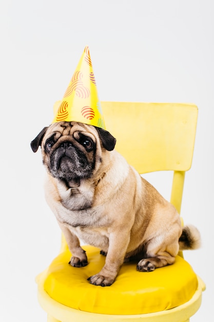 Piccolo cane adorabile in cappello di compleanno che si siede sulla sedia