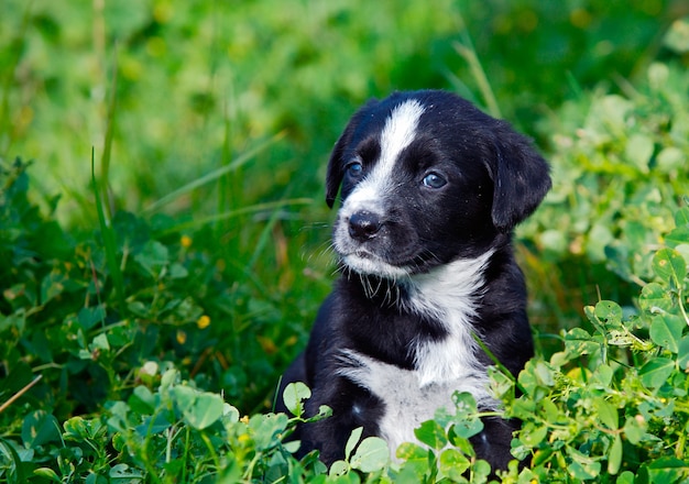 Piccolo cane adorabile sull&#39;erba verde