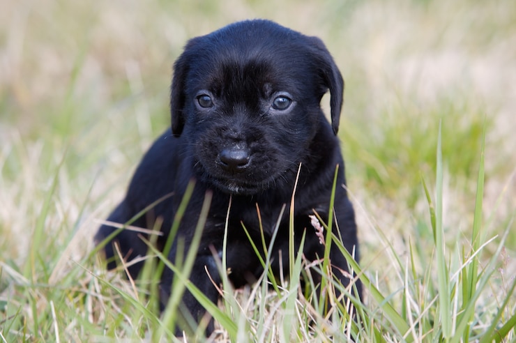 Foto piccolo cane adorabile sull'erba verde