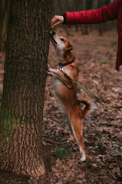 Piccolo cane allo zenzero nella foresta