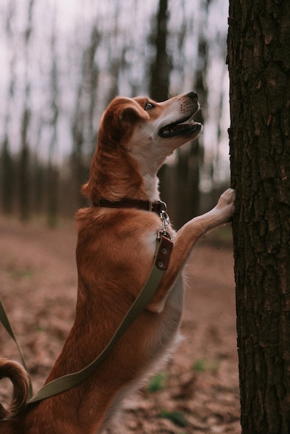 Piccolo cane allo zenzero nella foresta