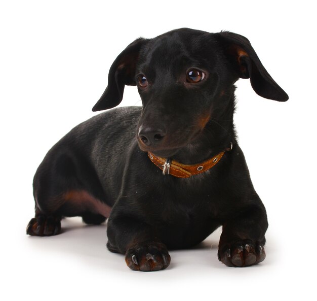 Piccolo cane bassotto nero isolato su bianco