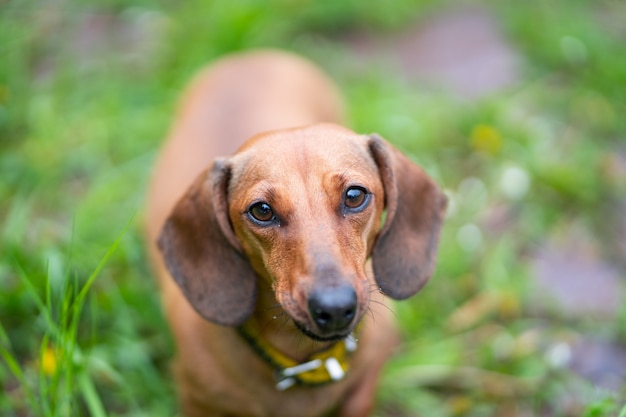 Piccolo cane bassotto nero piuttosto marrone in piedi nella bellissima erba verde