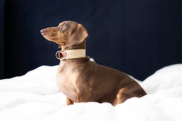 Piccolo cane bassotto sul letto con sfondo blu