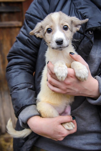 Piccolo cane bastardo cucciolo carino divertente in mani umane