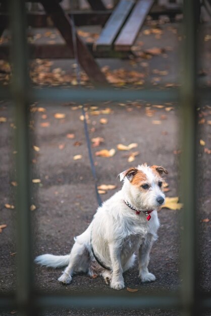 Piccolo cane bianco che aspetta il suo padrone