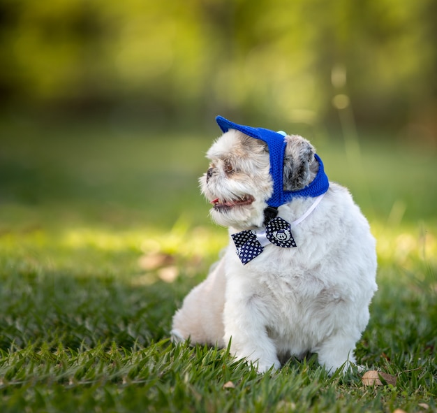 Piccolo cane bianco che indossa un papillon e un cappello