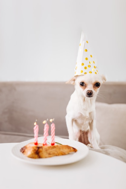 Piccolo cane bianco in piedi sul divano grigio mentre festeggia il suo compleanno con il suo proprietario