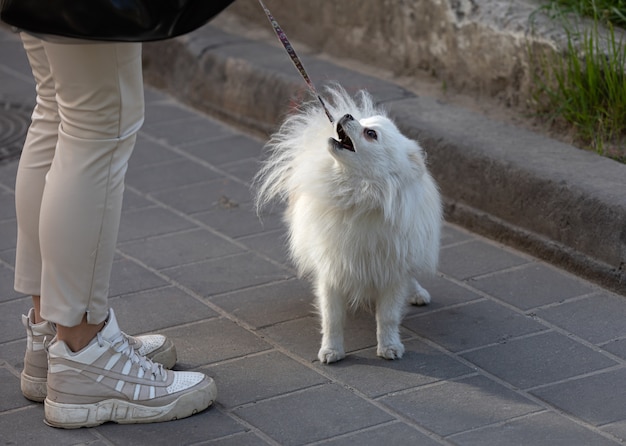 Piccolo cane bianco si trova vicino a gambe femminili su una strada cittadina