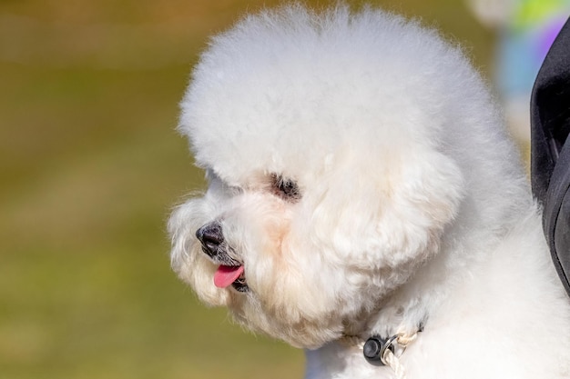 Piccolo cane bianco soffice razza Bichon Frise nella padrona tra le braccia