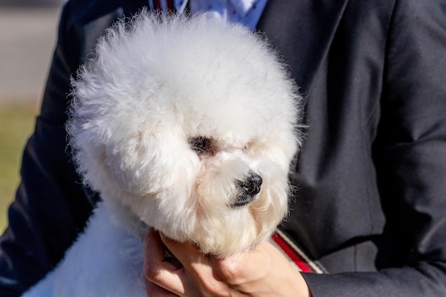 Piccolo cane bianco soffice razza Bichon Frise nella padrona tra le braccia