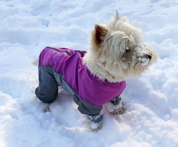 Piccolo cane bianco soffice West Highland White Terrier Westie in una tuta luminosa con un po 'di neve