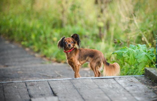 Piccolo cane carino a piedi