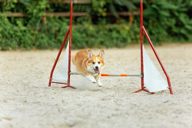 Piccolo cane carino che si esibisce durante lo spettacolo in competizione