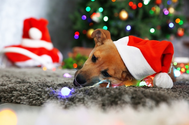 Piccolo cane carino e divertente che gioca con una ghirlanda con un cappello da Babbo Natale sulla superficie di Natale